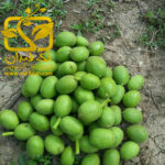 خرید و فروش ارقام نهال میوه در نهالستان تک فیدان