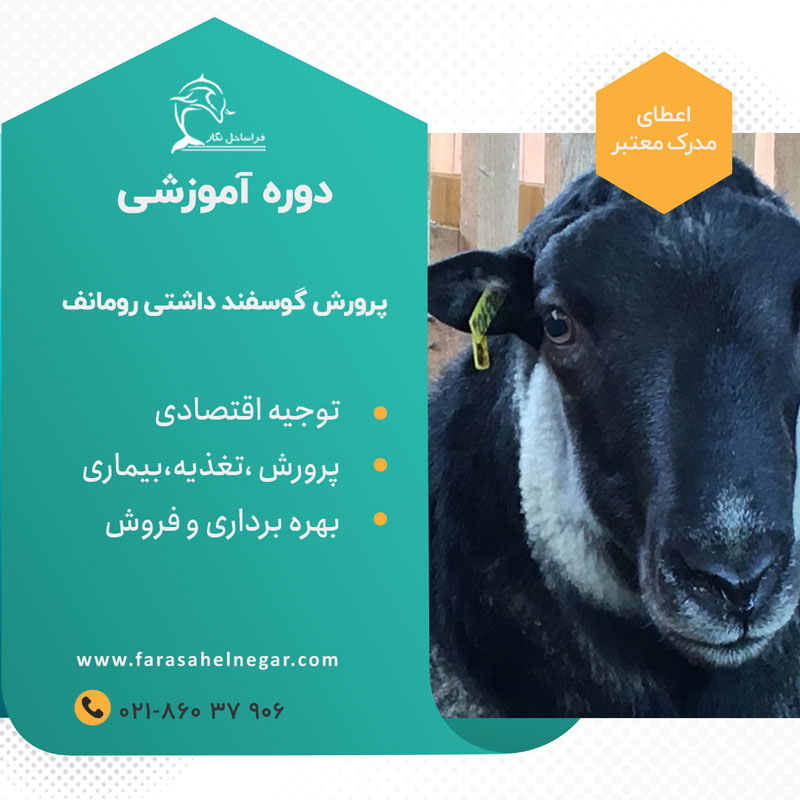 آموزش پرورش گوسفند رومانف بصورت تجاری